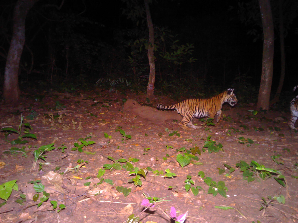 Tiger cub